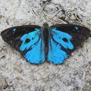 Meet your Posher, Hmong